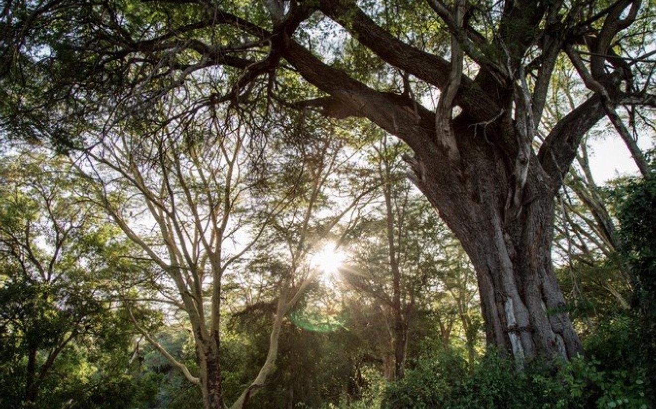 Apple investe sulle foreste: lancia il Restore Fund per 200milioni di dollari