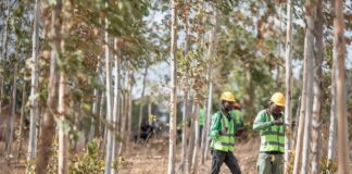 Apple investe sulle foreste: lancia il Restore Fund per 200milioni di dollari