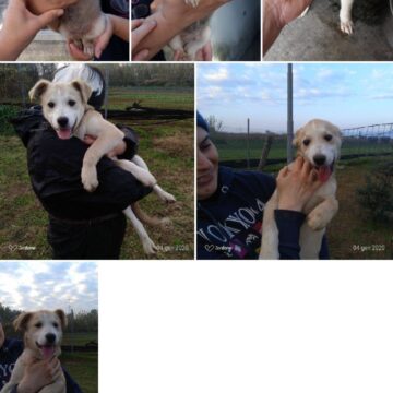 Recensione Amazon Fire HD 10: display eccellente in un prodotto conveniente