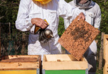 Dyson porta 200 mila api nel cuore di Milano