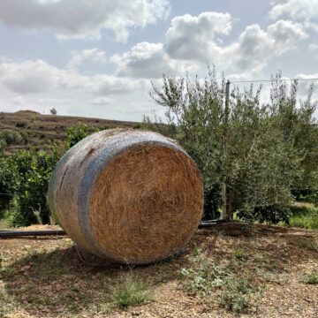 Recensione ASUS Zenfone 8 Flip