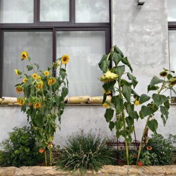 Recensione ASUS Zenfone 8 Flip