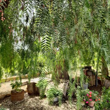 Recensione ASUS Zenfone 8 Flip