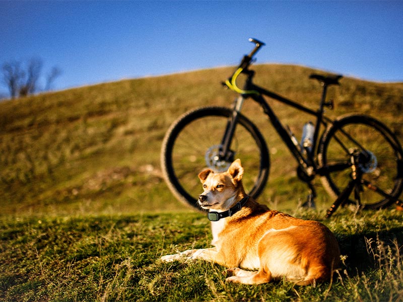 Amazon sconto Kippy Evo: il tracker GPS per non perdere mai i vostri animali