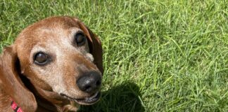 Recensione Tractive, il GPS che fa l’angelo custode del vostro cane o gatto