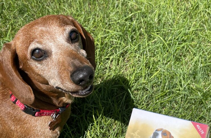 Recensione Tractive, il GPS che fa l’angelo custode del vostro cane o gatto