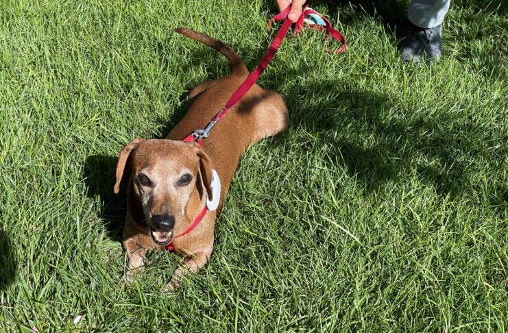 Recensione Tractive, il GPS che fa l’angelo custode del vostro cane o gatto