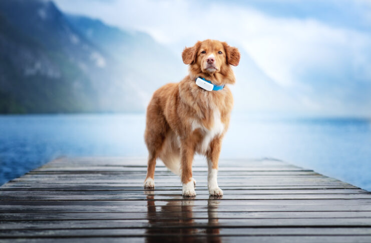 Recensione Tractive, il GPS che fa l’angelo custode del vostro cane o gatto