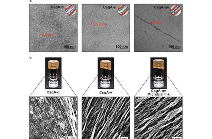 Un inchiostro “vivo” potrebbe rivoluzionare il mercato della stampa 3D