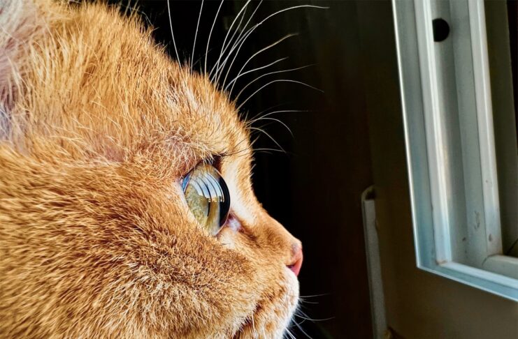 Apple lancia la sfida Shot on iPhone per le foto macro