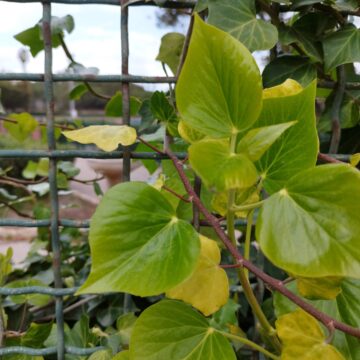 Recensione POCO X4 Pro 5G, a questo prezzo il miglior display