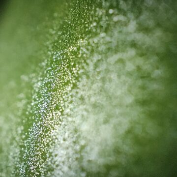 Recensione Realme GT 2 Pro, piacevole e performante