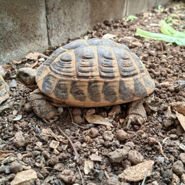 Recensione Huawei P50 Pro