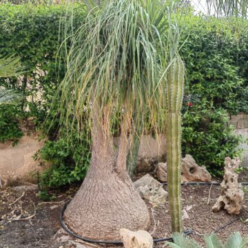 Recensione Huawei P50 Pro