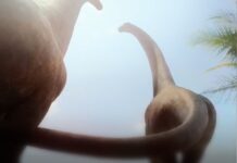 Apple arruola talenti di Hollywood per il visore AR