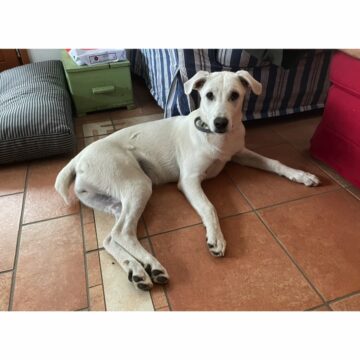 Come isolare, copiare e condividere soggetti dalle foto in iOS 16