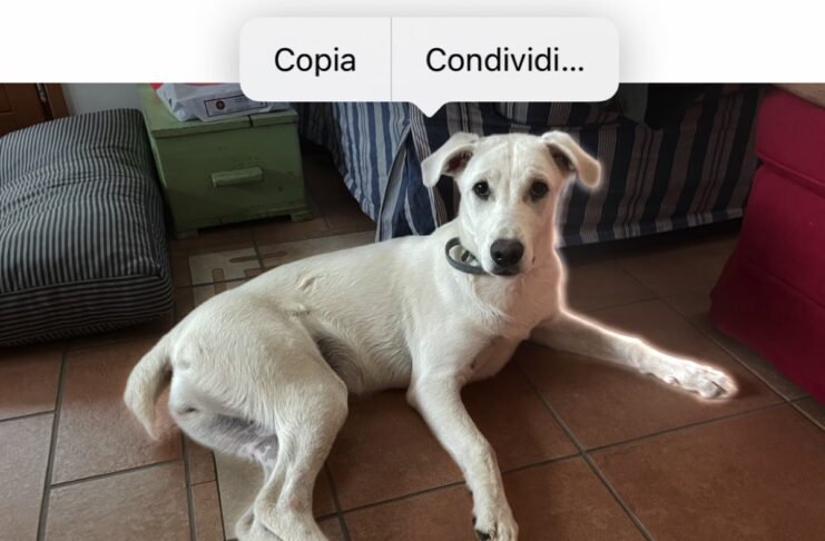 Come isolare, copiare e condividere soggetti dalle foto in iOS 16