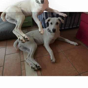 Come isolare, copiare e condividere soggetti dalle foto in iOS 16