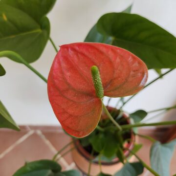 Recensione POCO F4, un terminale onesto con le carte in regola