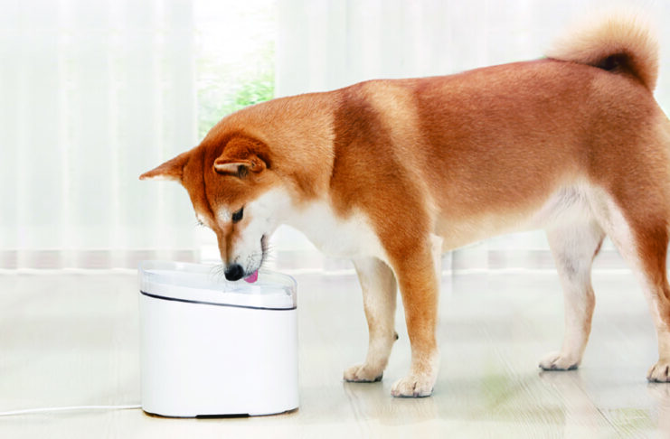 Da Xiaomi le periferiche smart per assicurare cibo e acqua sempre freschi ai propri animali domestici