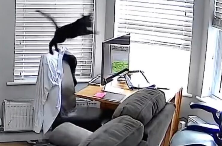 Gatto star distrugge prodotti Apple per migliaia di dollari