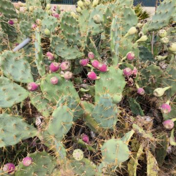 Recensione OPPO Reno8 Pro