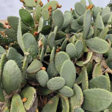 Recensione OPPO Reno8 Pro