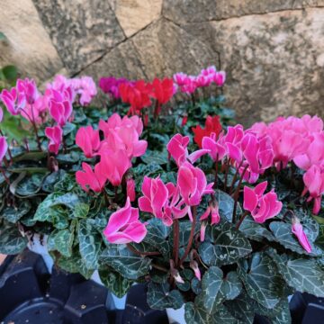 Recensione OPPO Reno8 Pro