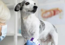 La stampa 3D in ortopedia veterinaria per gli animali