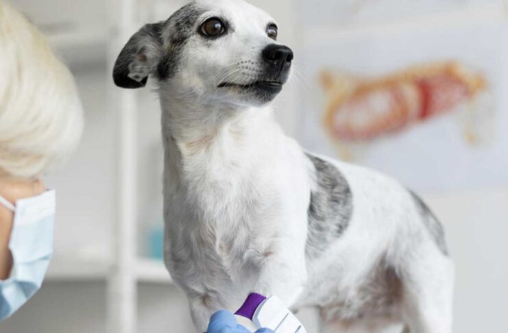 La stampa 3D in ortopedia veterinaria per gli animali