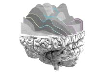 Neuralink di Musk è indagata per i test sugli animali Elon Musk, entro sei mesi sperimentazione del chip Neuralink nel cervello umano