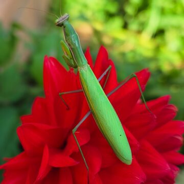 Recensione Vivo X80 Pro con tecnologia Zeiss, il top di gamma per chi ama la fotografia