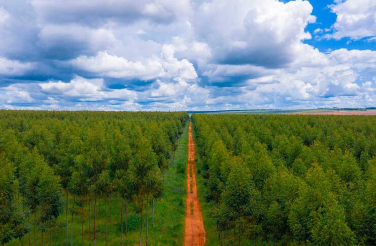 Nuovo investimento di Apple nel campo della riforestazione