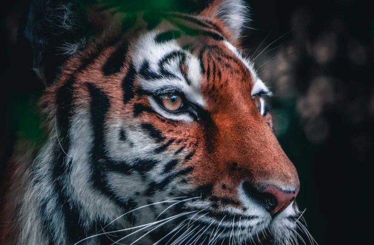 Apple attiva divisioni tigre per uscire dalla Cina in punta di piedi