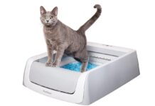 Lettiera autopulente ScopeFree, gatto a casa da solo e casa in ordine