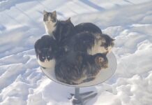 I gatti adorano le parabole Starlink