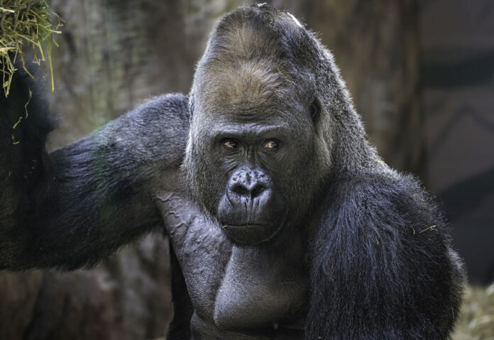 Lo zoo di Toronto invita i visitatori a non mostrare video sui cellulari ai gorilla