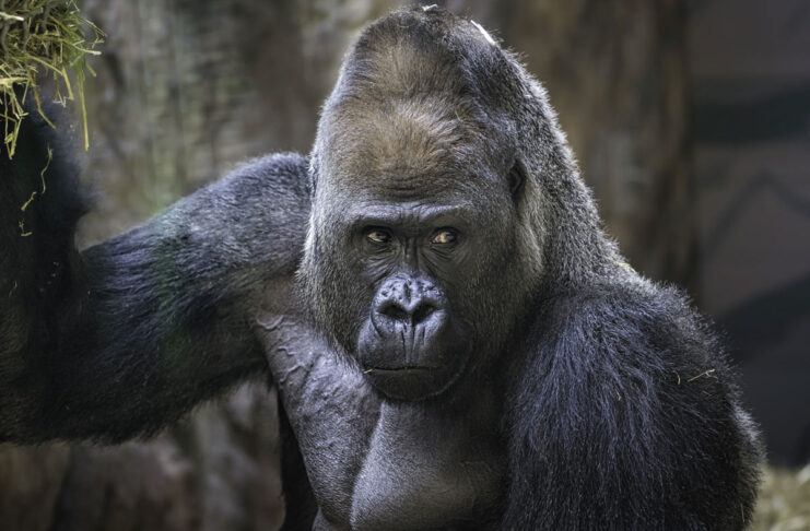 Lo zoo di Toronto invita i visitatori a non mostrare video sui cellulari ai gorilla