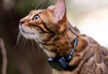 Solo 29,99 € per il GPS che non vi fa mai smarrire il vostro gatto