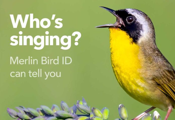 L'app Merlin Bird ID riconosce gli uccelli dal canto o da una foto