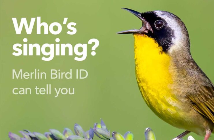 L'app Merlin Bird ID riconosce gli uccelli dal canto o da una foto