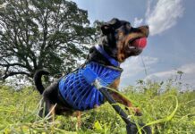 Gli Invincibili, nello spot Apple le protesi per animali realizzate grazie all’iPhone "Gli invincibili", spot Apple mostra protesi per animali domestici realizzate grazie all'iPhone