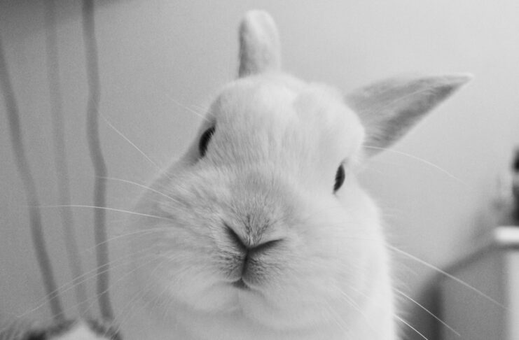 L'europa apre un'indagine su TikTok