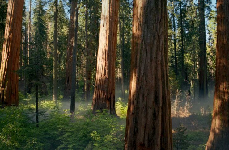 Nella beta 5 di macOS Sequoia nuovo sfondo dinamico