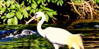 Sora Turbo genera video per tutti i gusti ma non è perfetto - macitynet.it