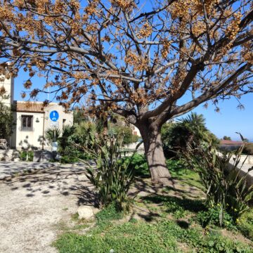 Recensione smartphone Realme 12 Pro+ 5G - macitynet.it