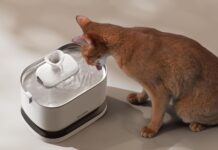 PETLIBRO Dockstream, la fontanella per gatti davvero senza fili - macitynet.it