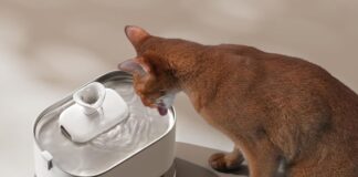 PETLIBRO Dockstream, la fontanella per gatti davvero senza fili - macitynet.it