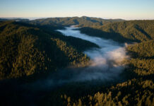 Apple investe nelle sequoie per compensare emissioni di carbonio - macitynet.it