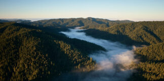 Apple investe nelle sequoie per compensare emissioni di carbonio - macitynet.it